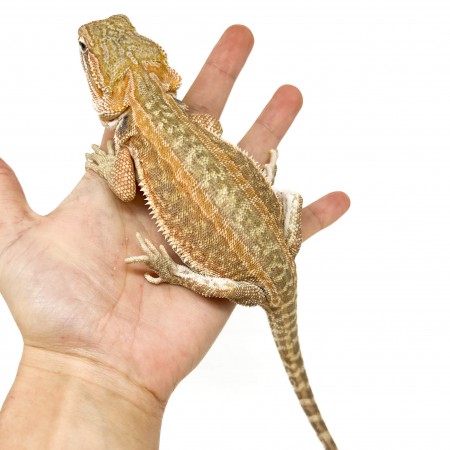 Pogona vitticeps "Genetic Stripe" Subadulte - Agame barbu