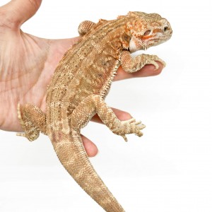 Pogona vitticeps "Genetic...