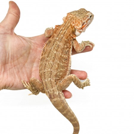 Pogona vitticeps "Genetic Stripe" Subadulte - Agame barbu