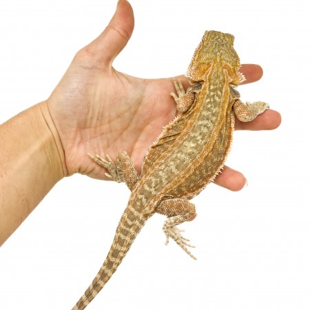 Pogona vitticeps "Genetic Stripe" Subadulte - Agame barbu