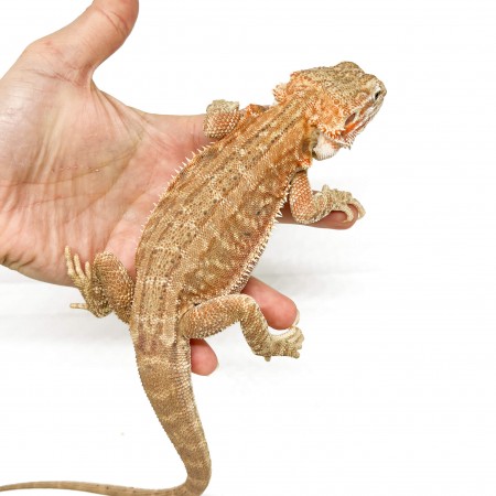 Pogona vitticeps "Genetic Stripe" Subadulte - Agame barbu