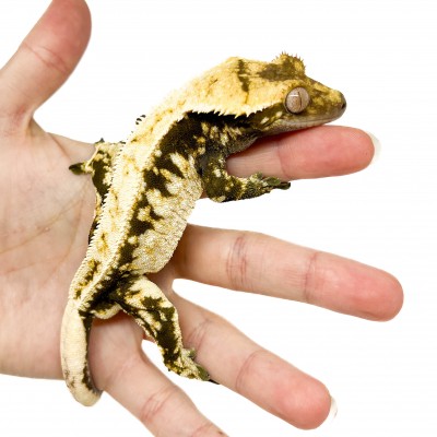 Correlophus ciliatus "Lilly White" (Adulte) - Gecko à crête