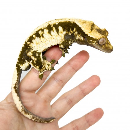 Correlophus ciliatus "Lilly White" (Adulte) - Gecko à crête