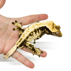 Correlophus ciliatus "Lilly...