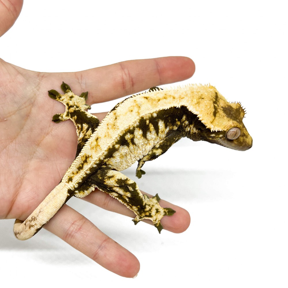 Correlophus ciliatus "Lilly White" (Adulte) - Gecko à crête