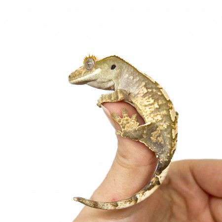 Correlophus ciliatus "Harlequin" Jeune - Gecko à crête