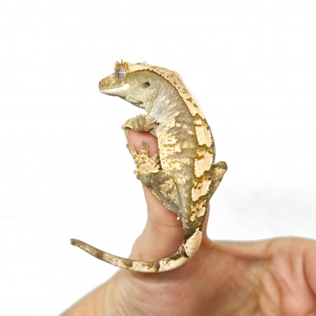 Correlophus ciliatus "Harlequin" Jeune - Gecko à crête