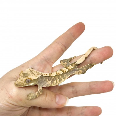 Correlophus ciliatus "Harlequin" Jeune - Gecko à crête