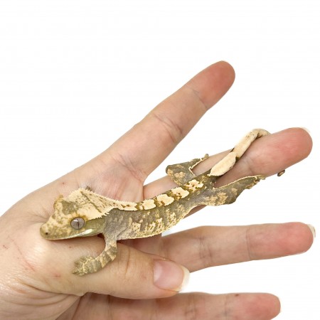 Correlophus ciliatus "Harlequin" Jeune - Gecko à crête