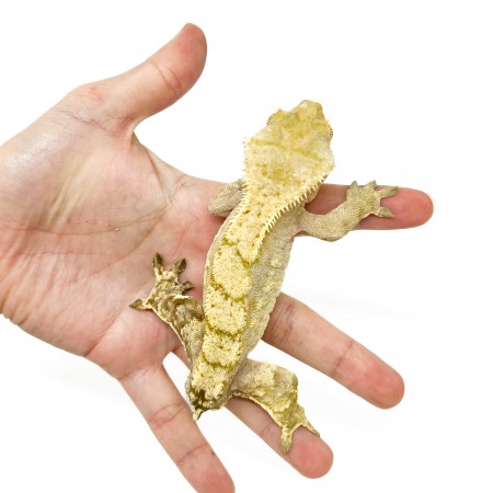 Correlophus ciliatus TAIL LESS* "Harlequin" - Gecko à crête