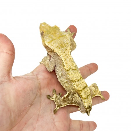 Correlophus ciliatus TAIL LESS* "Harlequin" - Gecko à crête