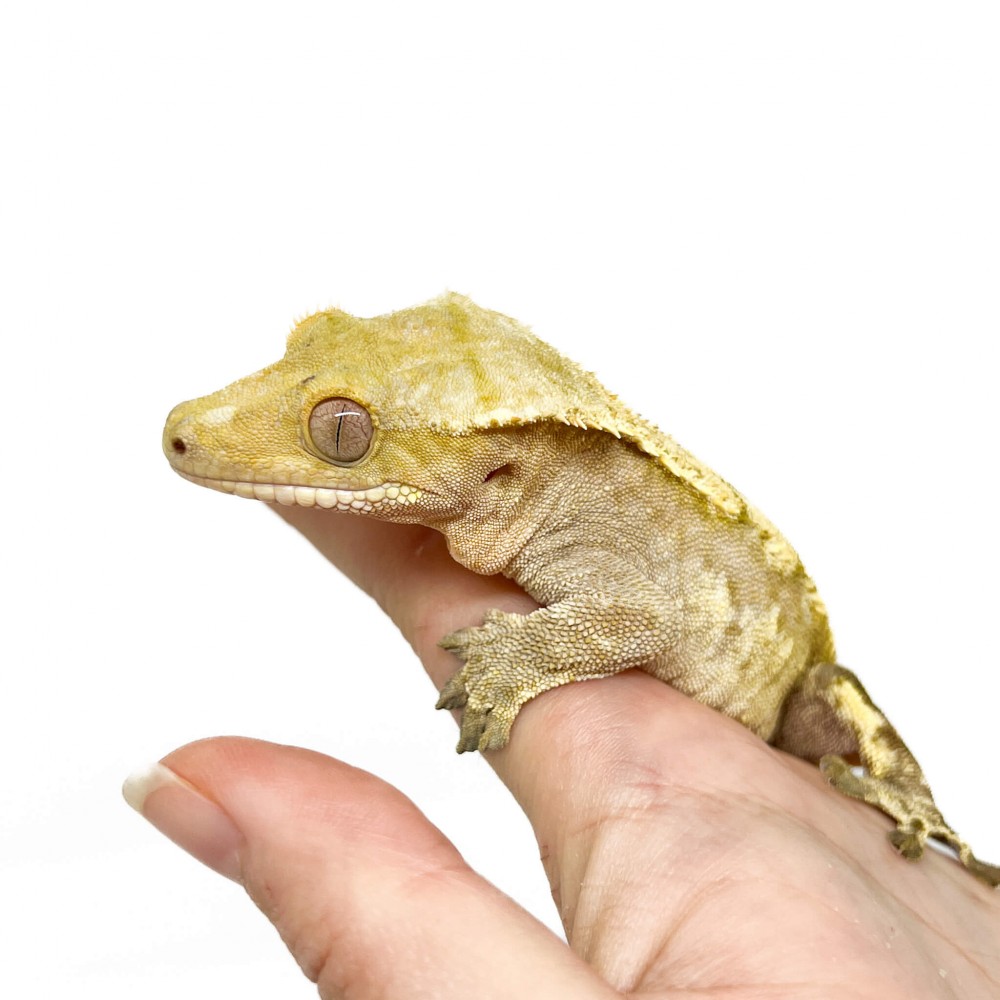 Correlophus ciliatus TAIL LESS* "Harlequin" - Gecko à crête