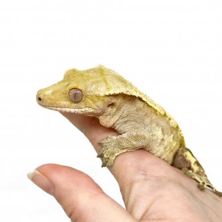 Correlophus ciliatus TAIL LESS* "Harlequin" - Gecko à crête