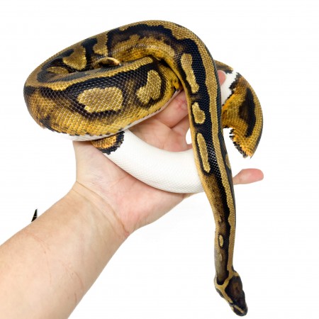 Python regius "Piebald" - Python royal