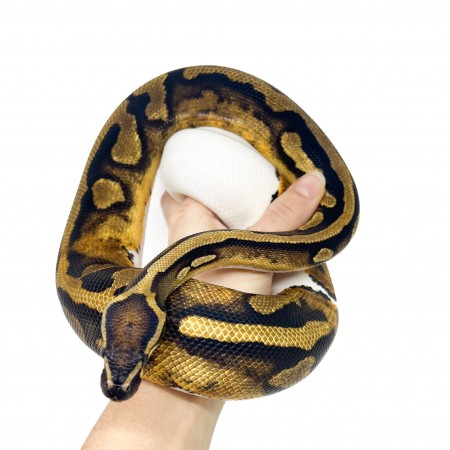 Python regius "Piebald" - Python royal