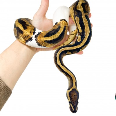 Python regius "Piebald" - Python royal