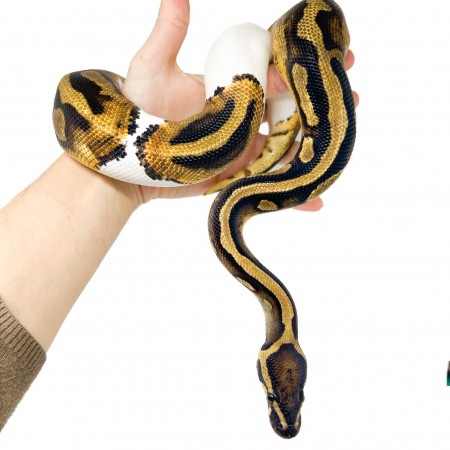 Python regius "Piebald" - Python royal