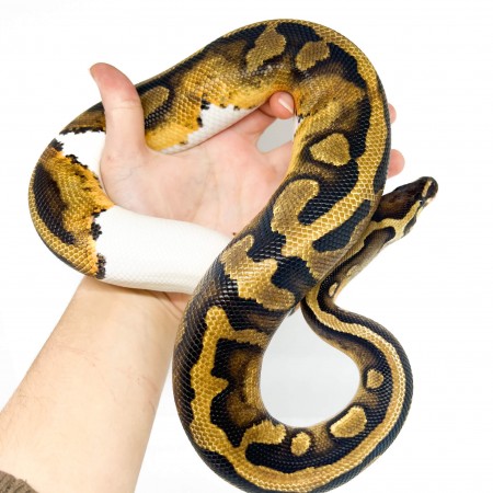 Python regius "Piebald" - Python royal