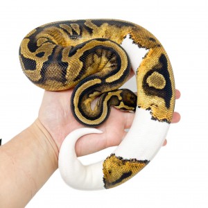Python regius "Piebald" -...