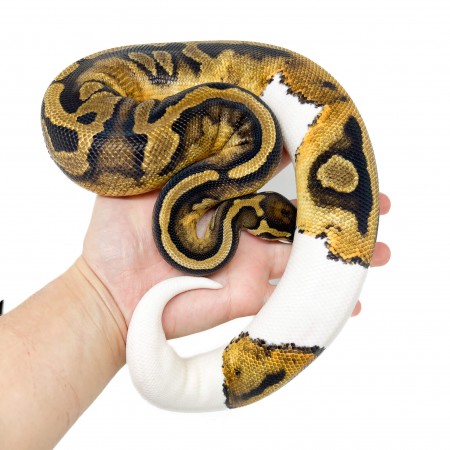 Python regius "Piebald" - Python royal