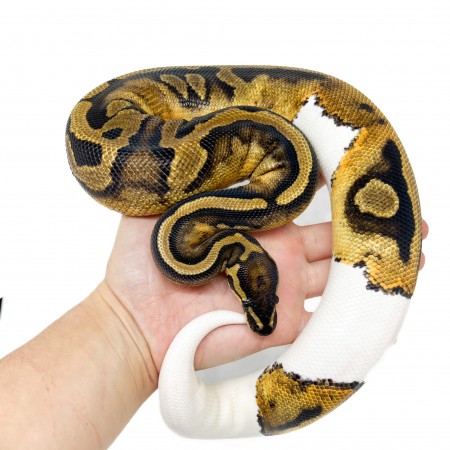 Python regius "Piebald" - Python royal