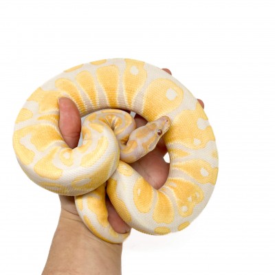 Python regius "Lavender albinos" - Python royal