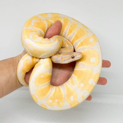 Python regius "Lavender albinos" - Python royal