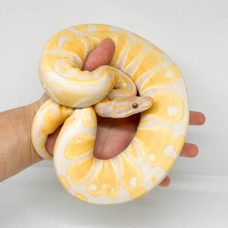 Python regius "Lavender albinos" - Python royal