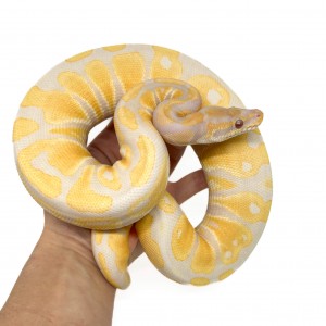 Python regius "Lavender...