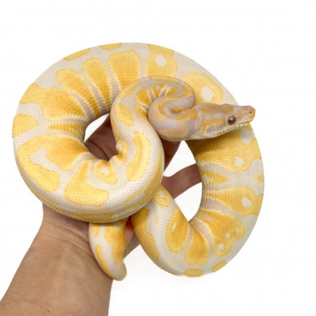 Python regius "Lavender albinos" - Python royal