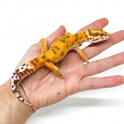 Eublepharis macularius "Tangerine Tremper" - Gecko léopard