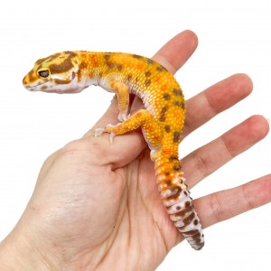 Eublepharis macularius...