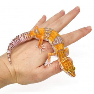 Eublepharis macularius...