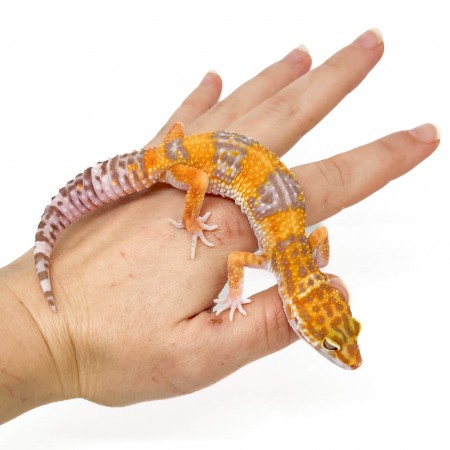 Eublepharis macularius "Tangerine Tremper" - Gecko léopard