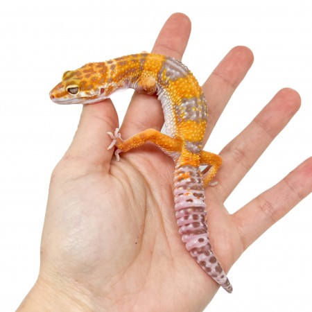Eublepharis macularius "Tangerine Tremper" - Gecko léopard