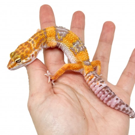 Eublepharis macularius "Tangerine Tremper" - Gecko léopard