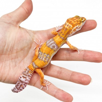 Eublepharis macularius "Tangerine Tremper" - Gecko léopard