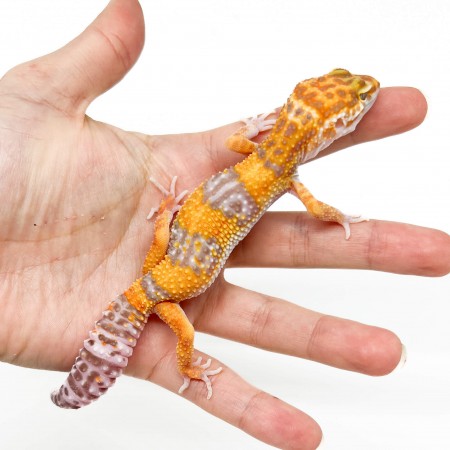 Eublepharis macularius "Tangerine Tremper" - Gecko léopard