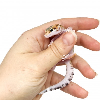 Eublepharis macularius "Circle back" - Gecko léopard