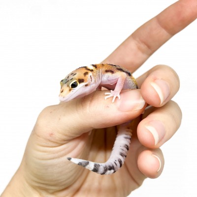 Eublepharis macularius "Circle back" - Gecko léopard