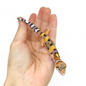 Eublepharis macularius...