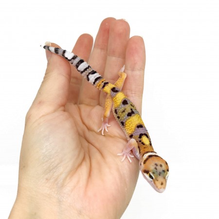 Eublepharis macularius "Circle back" - Gecko léopard