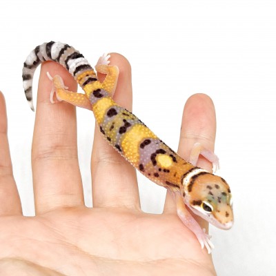 Eublepharis macularius "Circle back" - Gecko léopard