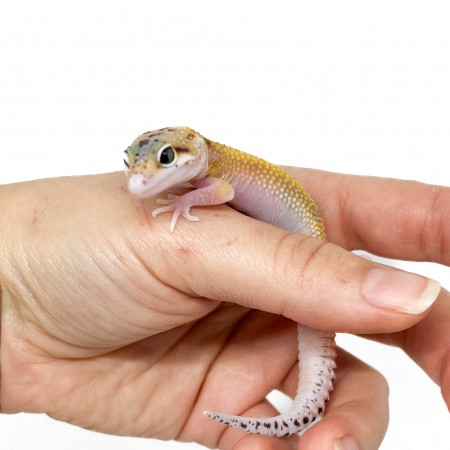ublepharis macularius "Eclipse Reverse Stripe" - Gecko léopard