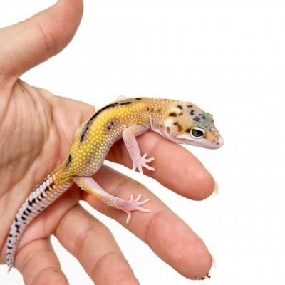 ublepharis macularius "Eclipse Reverse Stripe" - Gecko léopard