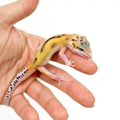 ublepharis macularius "Eclipse Reverse Stripe" - Gecko léopard
