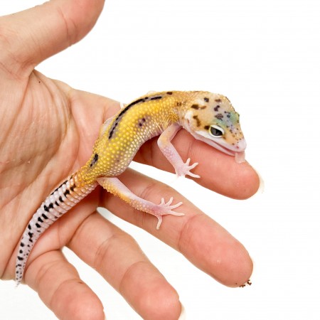 ublepharis macularius "Eclipse Reverse Stripe" - Gecko léopard
