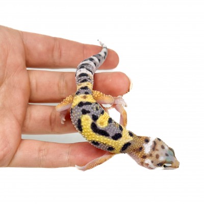 Eublepharis macularius "Jungle" - Gecko léopard