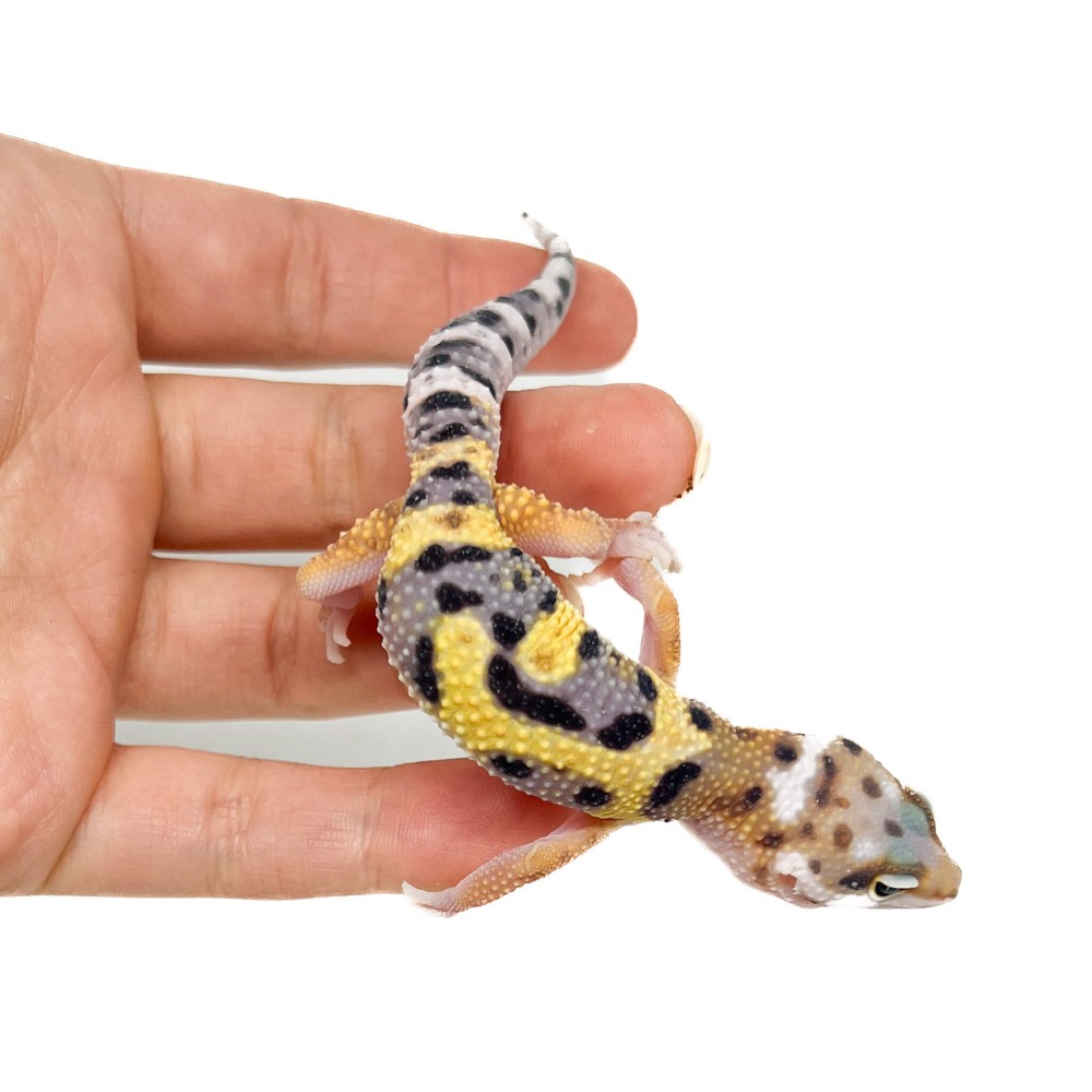 Eublepharis macularius "Jungle" - Gecko léopard