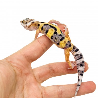 Eublepharis macularius "Jungle" - Gecko léopard